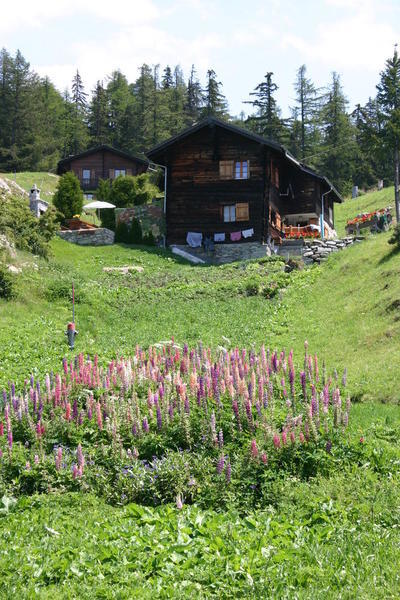 A patch of alpine lupins growing in Kastler