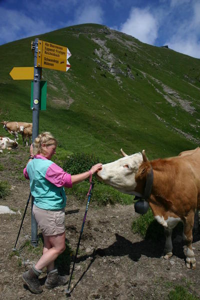 There always seem to be cows at the saddle at the Niesengrat!