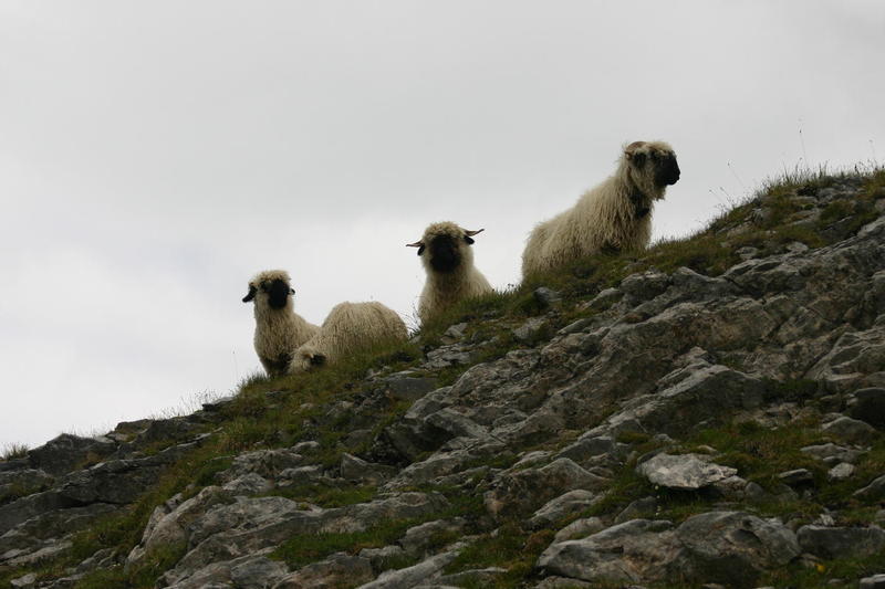 The Walliser sheep with their black faces and knees always look comical