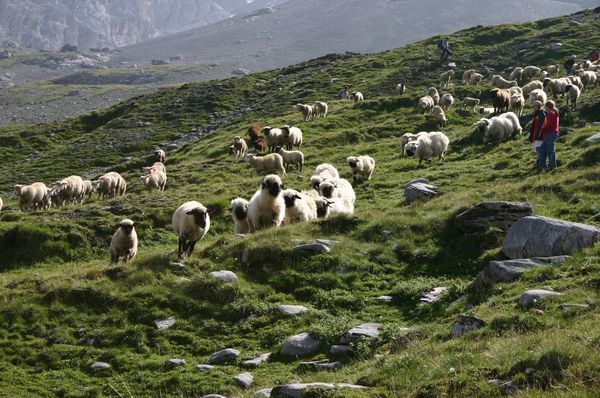 The shepherds round up hundreds of sheep and then herd them all down to the shore of the Daubensee for their sheepnuts