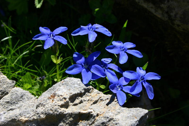 The glorious blue of the alpine gentian