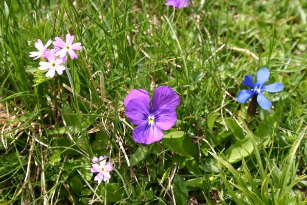At the lower end of the moraine, alpine gentians and pansies can be found