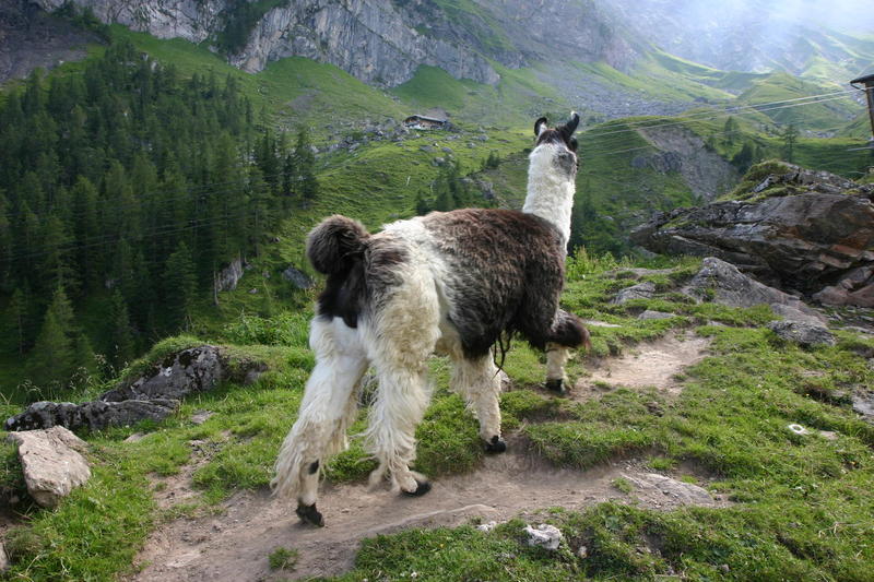 You may find llamas at the top of the Allmenalp cable car