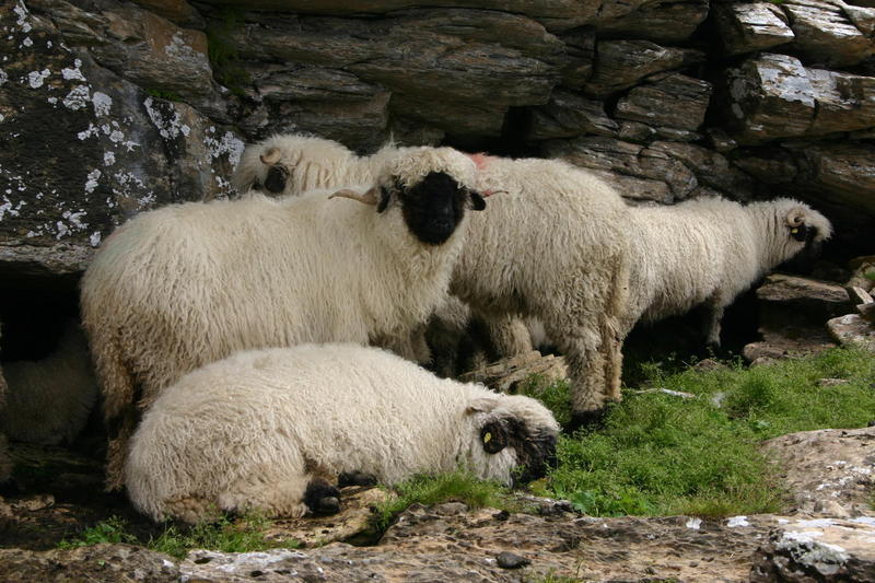 Walliser sheep