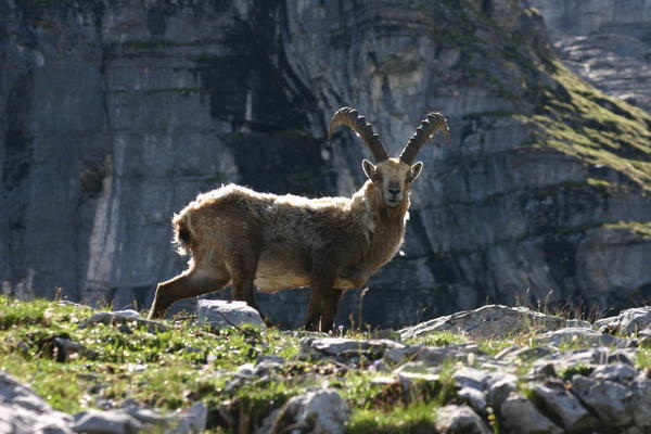 There are often steinbock around the base of the rock ledge enroute to Freündenhütte