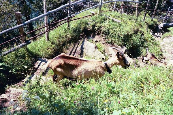 Chamois on the steep alpine path down from the Fisialp