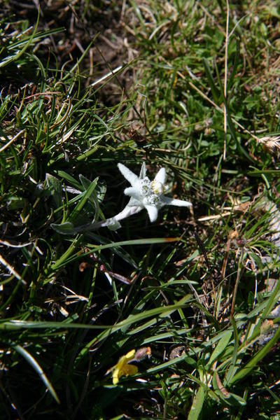 The Gällihorn summit is one of the very few places around Kandersteg where you can find Edelweiss