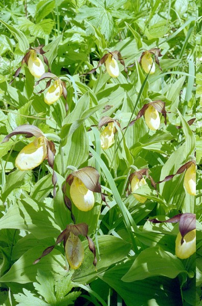 At the brginning of July you might find Frauenschuh orchids after crossing the wide river bridge, before you get to the base of the woodland climb in the Gasterntal