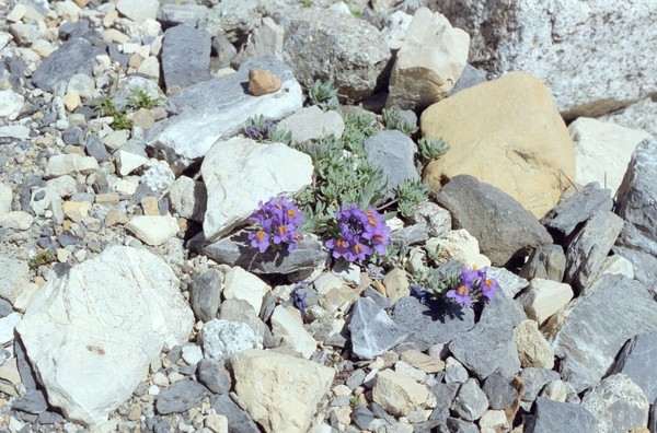 The alpine flowers getsmaller and more sparse as you approach the Kanderfirn, but they are still there!
