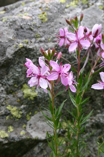 Lots of alpine flowers as you approach the moraine en route to the Kanderfirn