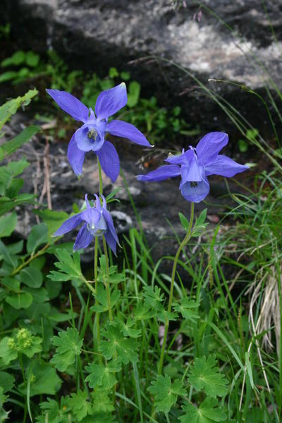 Look for giant Aquiliga flowers