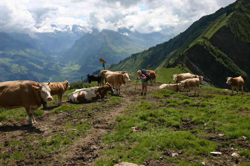 There always seem to be cows at the saddle at the Niesengrat!