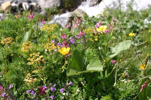 Alpine flowers around the stream at Ober Bärgli