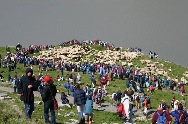 Hundreds of sheep and hundreds of people!