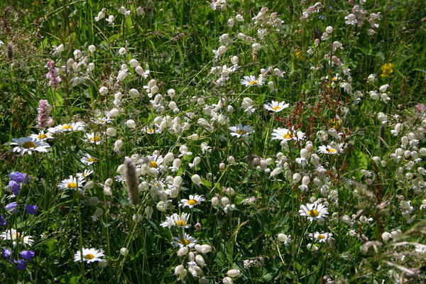 The wild flowers at Selden are cut later than down in the valley at Kandersteg