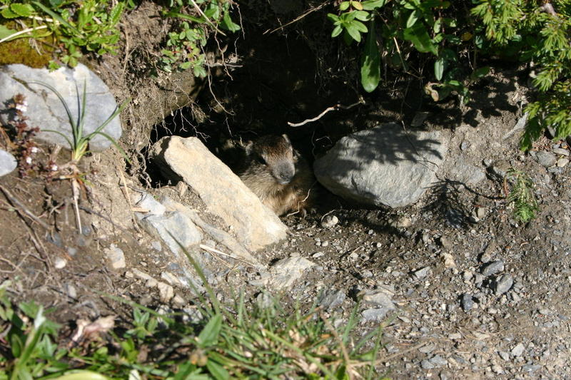 A marmot hiding around the back of Arvenseeli