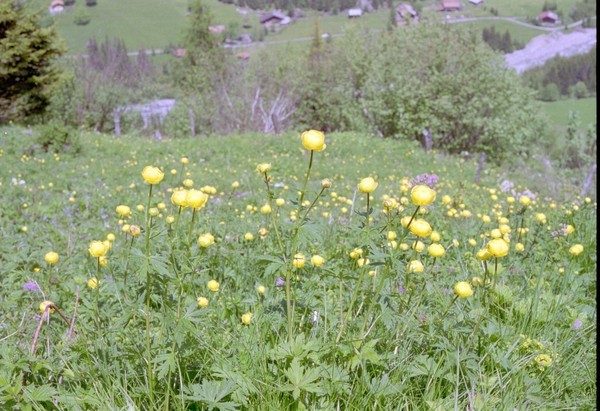 Trollius (butterball) buttercups on the path beside the Gfellalp waterfall