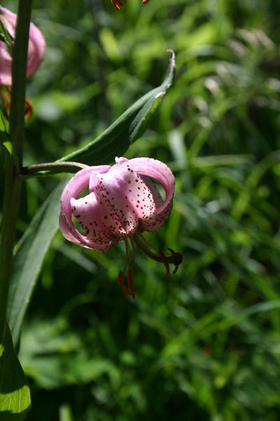 Watch out for Martagon lilies on the path beside the Gfellalp waterfall