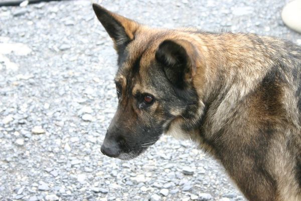 This wonderful old alsation lived at Freündenhütte with Fritz for many years; he was said to only bark at the ghosts.