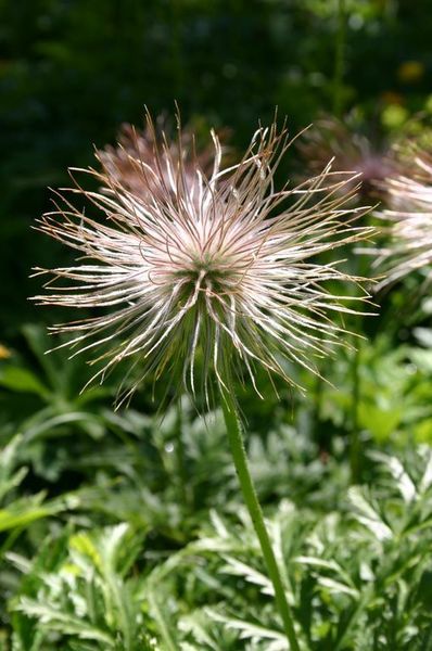 These amazing flowers are a species of anemone