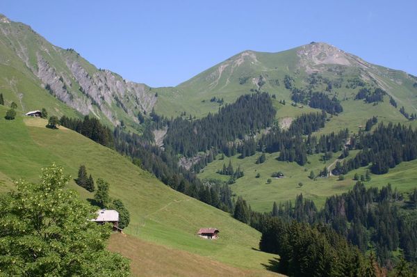 The alpine meadows en route to the Niesen from Frutigen